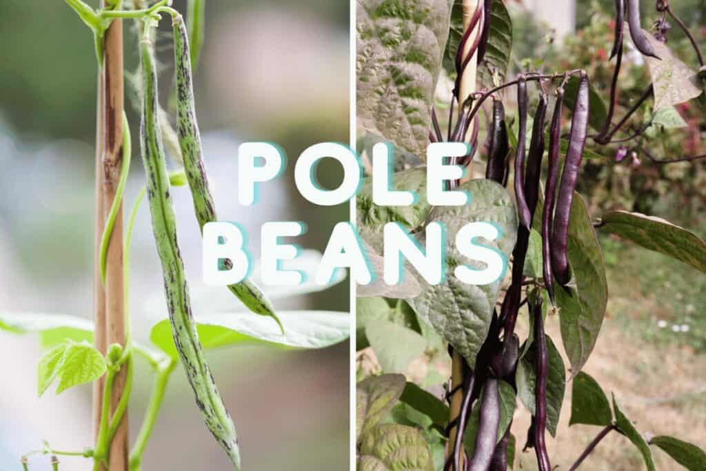 Growing Pole Beans