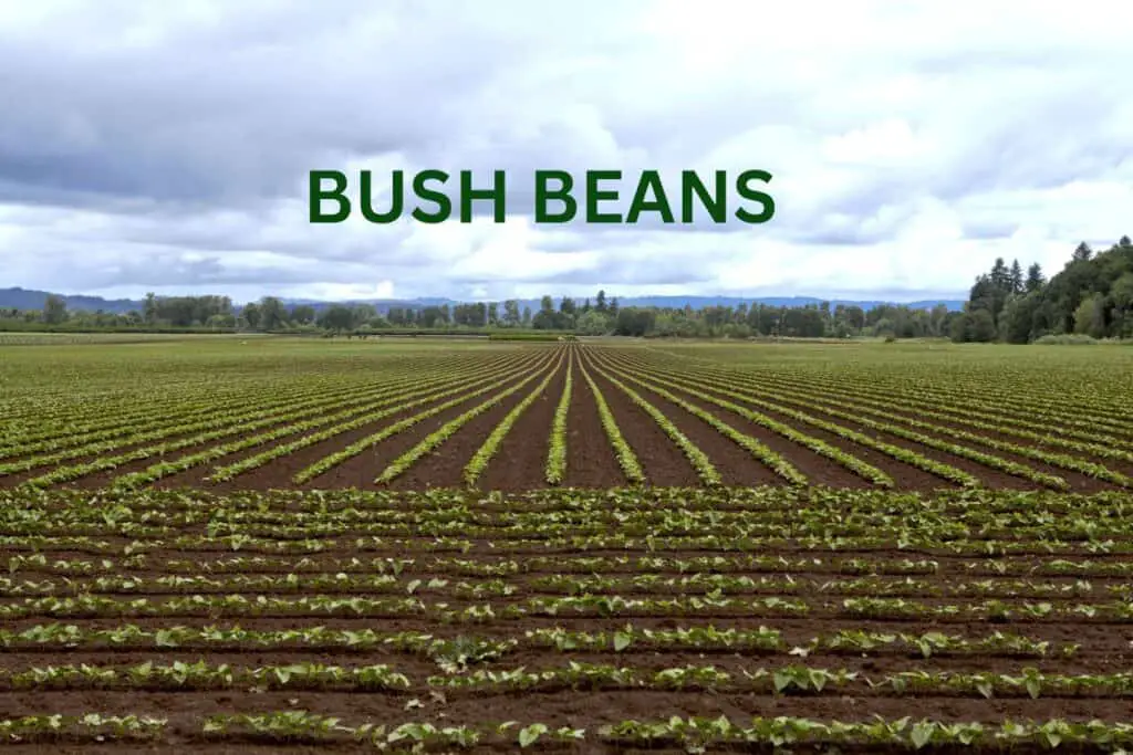 All About Bush Beans