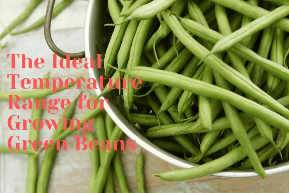 The Ideal Temperature Range for Growing Green Beans