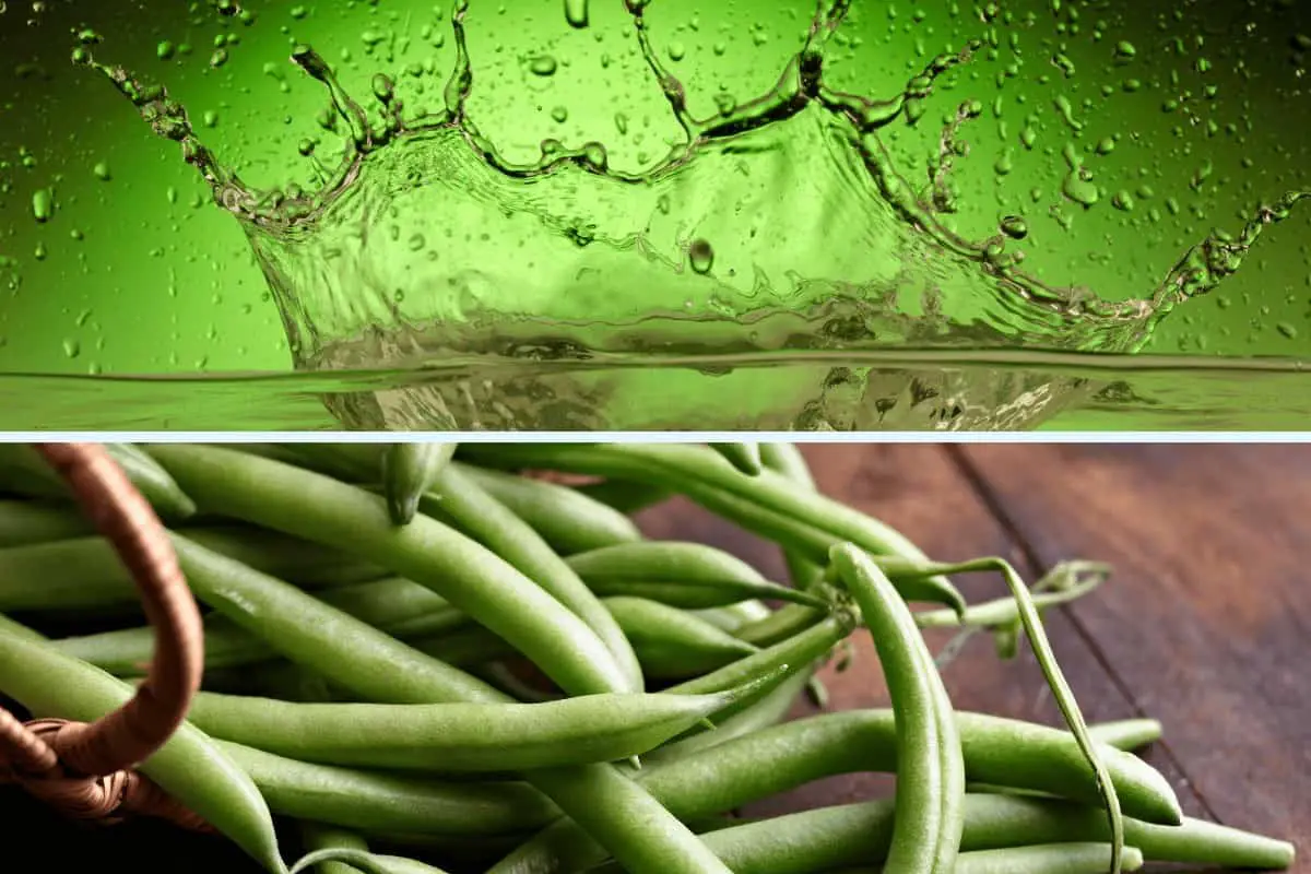 How Often Should You Water Green Beans?
