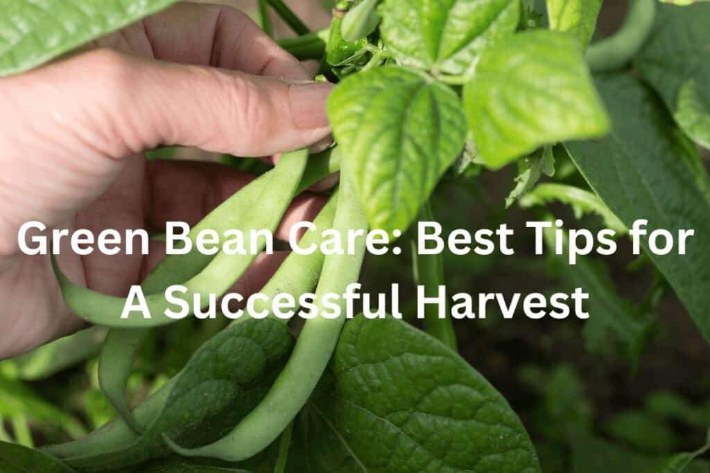 Best Green Bean Care: Tips for A Successful Harvest