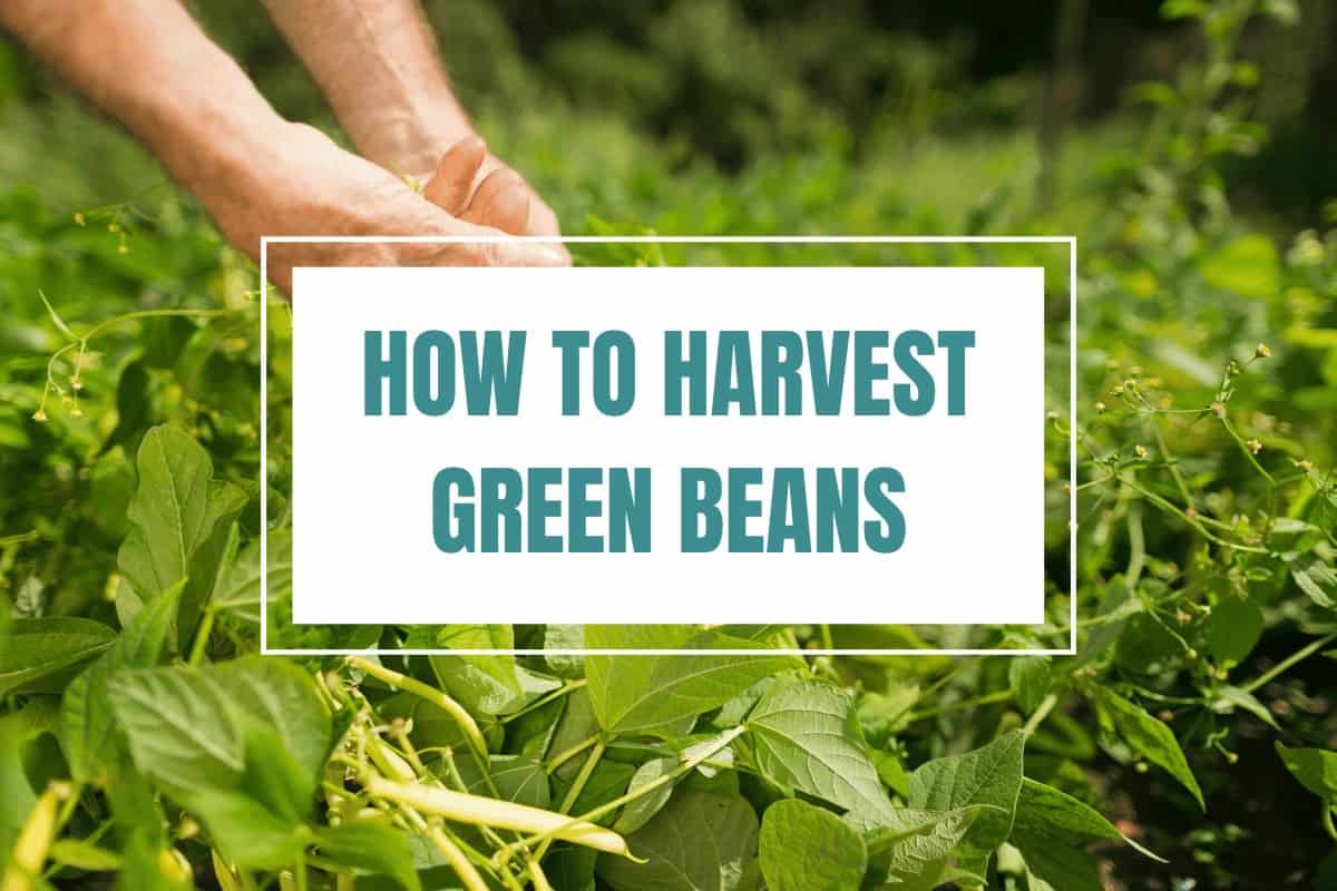 How to Harvest Green Beans