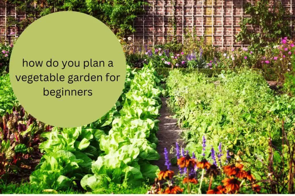 how do you plan a vegetable garden for beginners