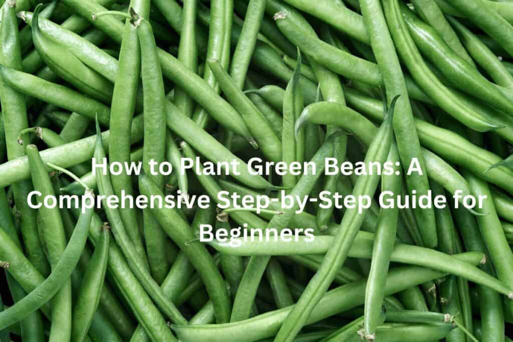How to Plant Green Beans