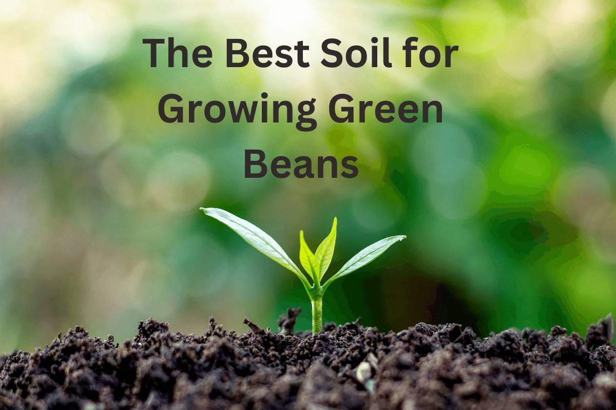 The Best Soil for Growing Green Beans