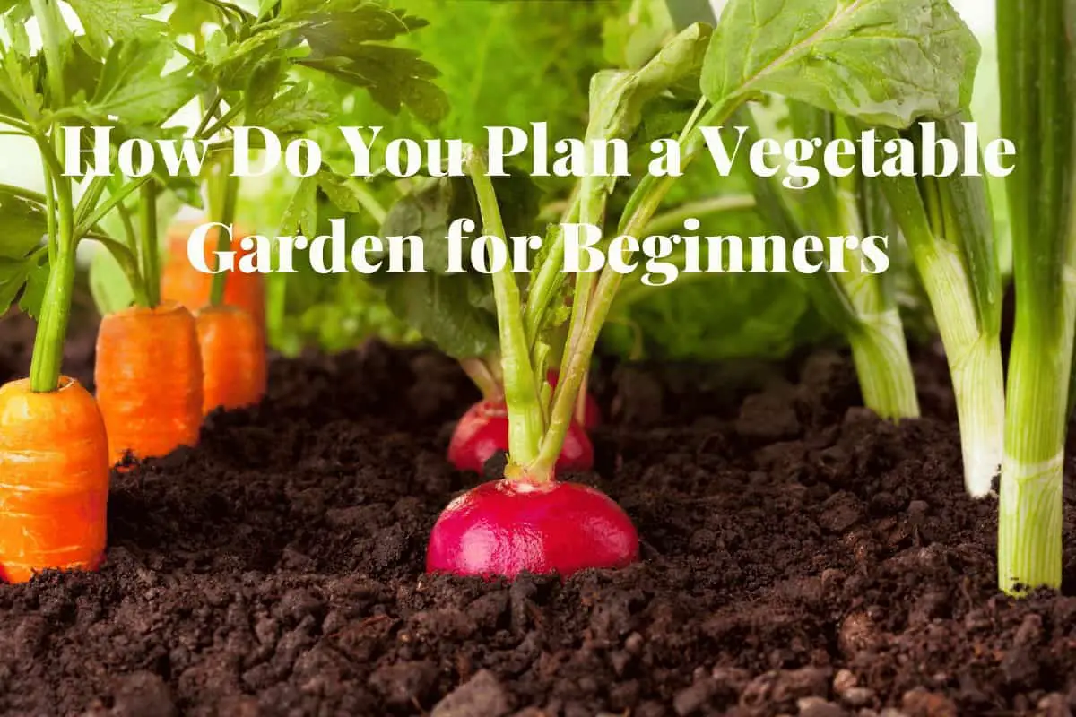 how do you plan a vegetable garden for beginners
