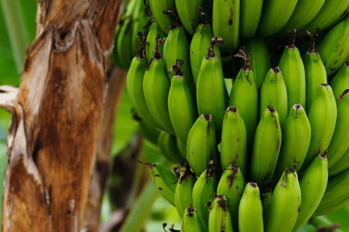 Is a Banana a Herb or Fruit? The Surprising Truth