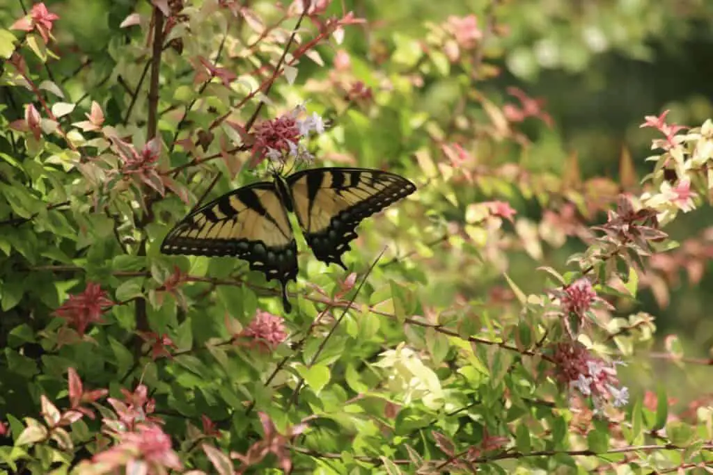 Abelia in the Garden with a butterfly