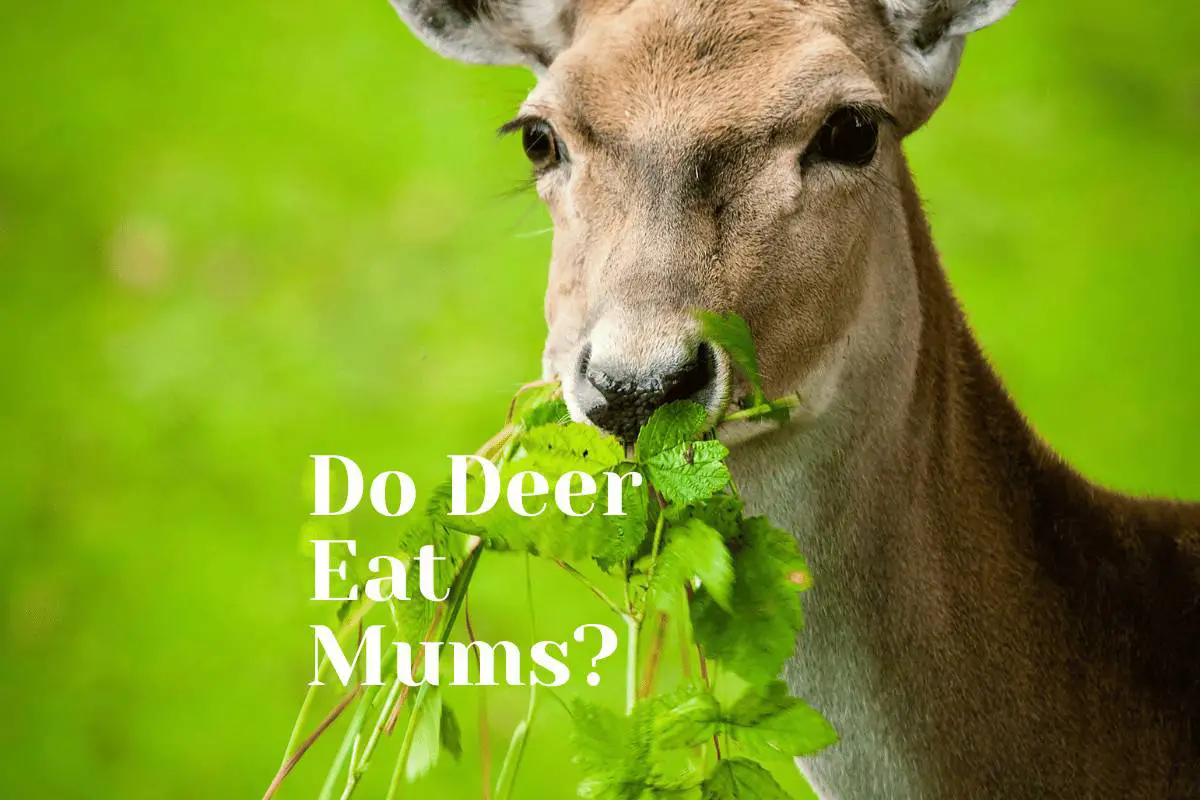 Do Deer Eat Mums?