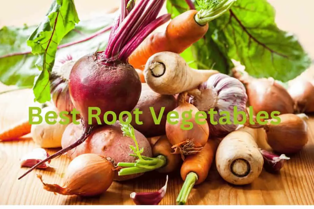 Best Root Garden Vegetables