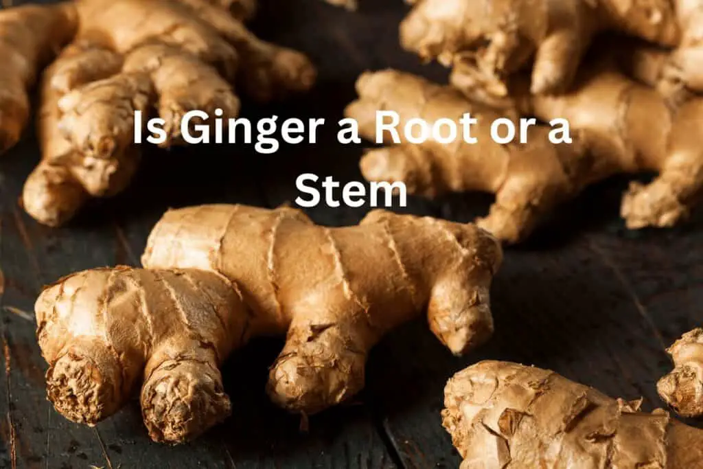 Is Ginger a Root or Stem?