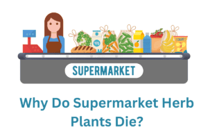 Keeping Supermarket Herbs Alive: 8 Reasons Why They Die and How to Keep Them Thriving