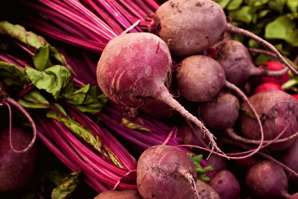 Best 24 Types of Beets