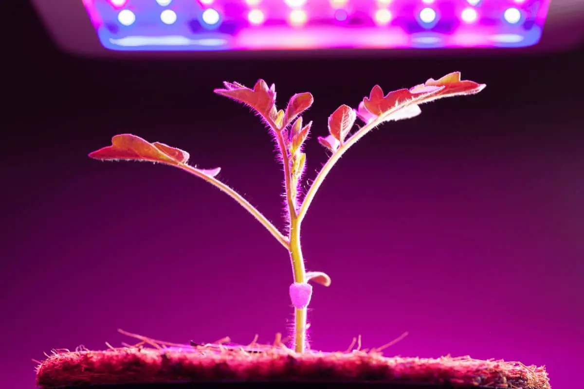 Choosing the Best Lights for Growing Microgreens
