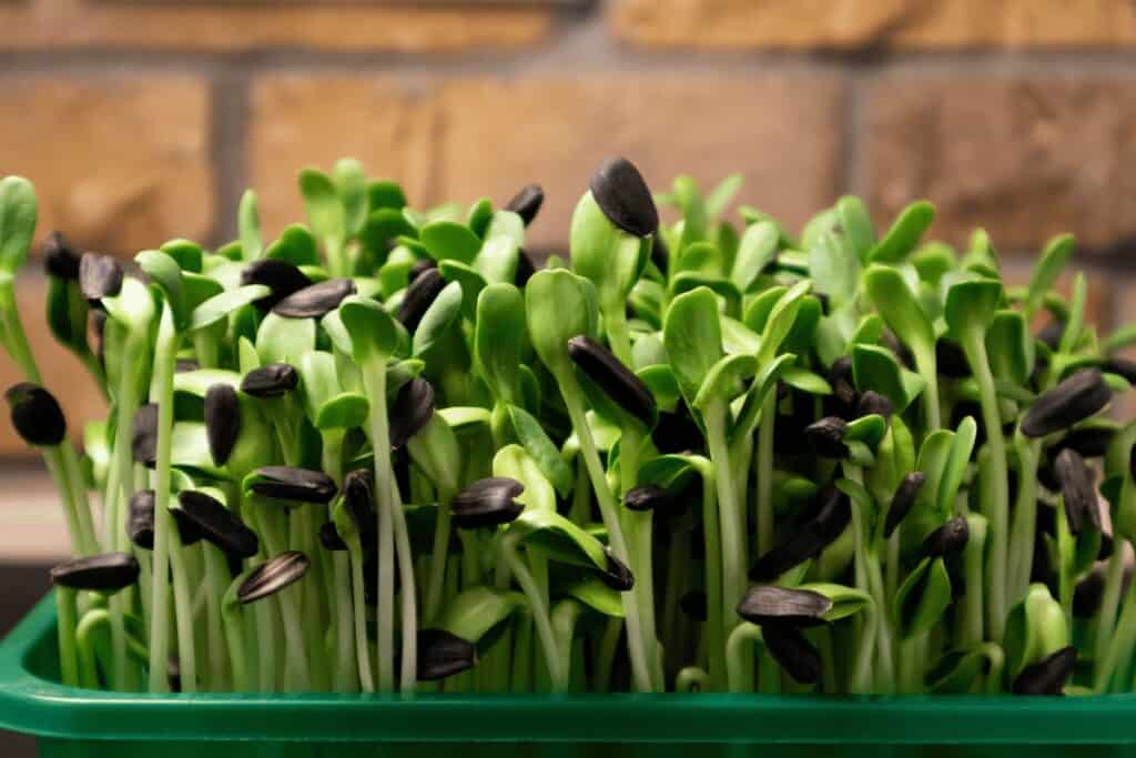 The Top 11 Best Microgreen Trays