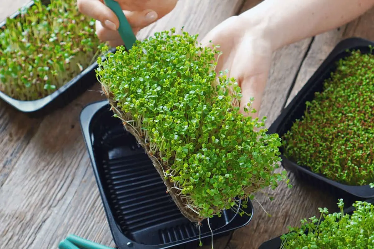 Everything You Need to Know About Microgreens Trays