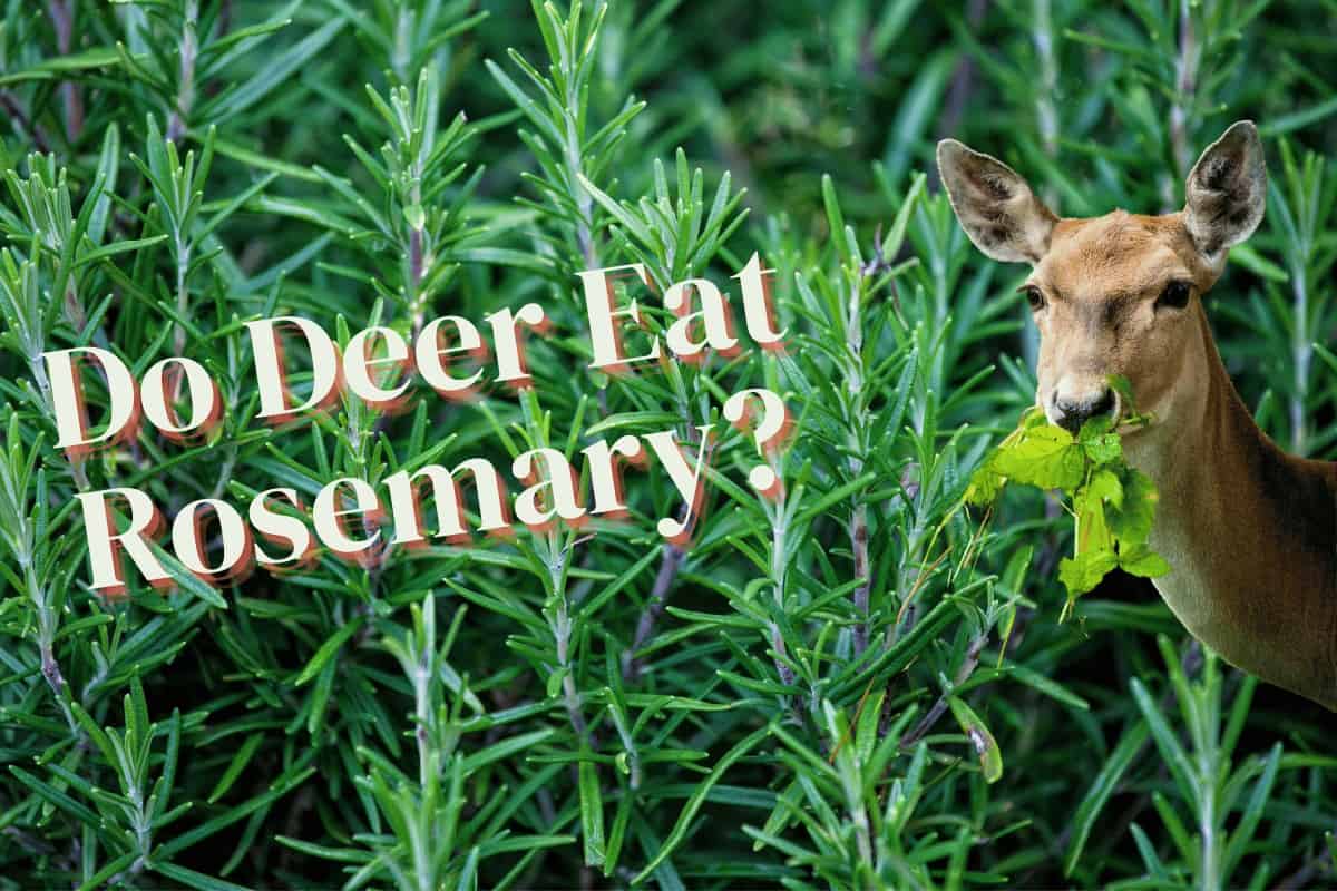 Do Deer Eat Rosemary?