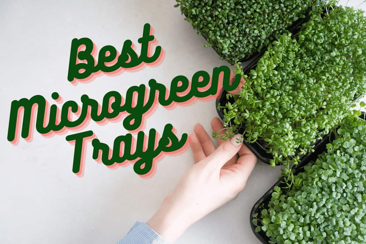 Best Microgreen Trays