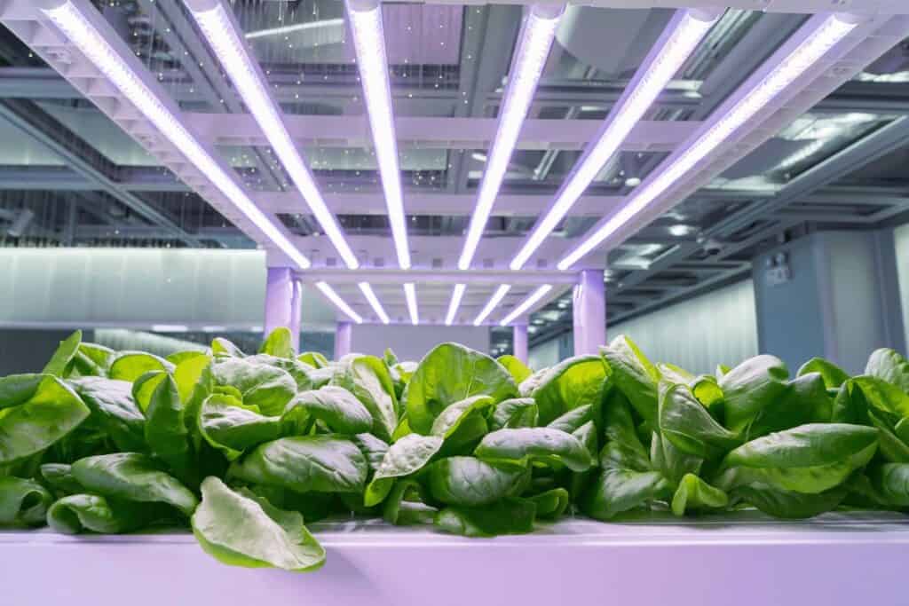 Best Lights for Growing Microgreens