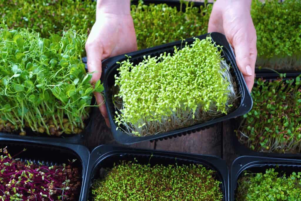 The Top 11 Best Microgreen Trays: Which One is Right for You?
