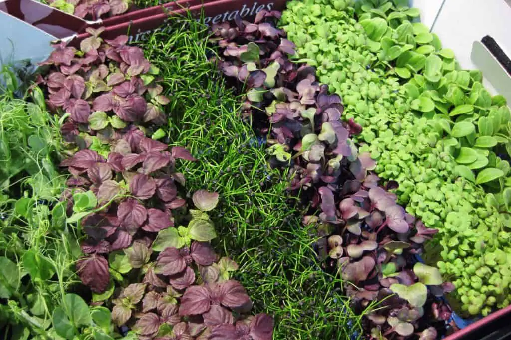 Everything You Need to Know About Microgreens Trays