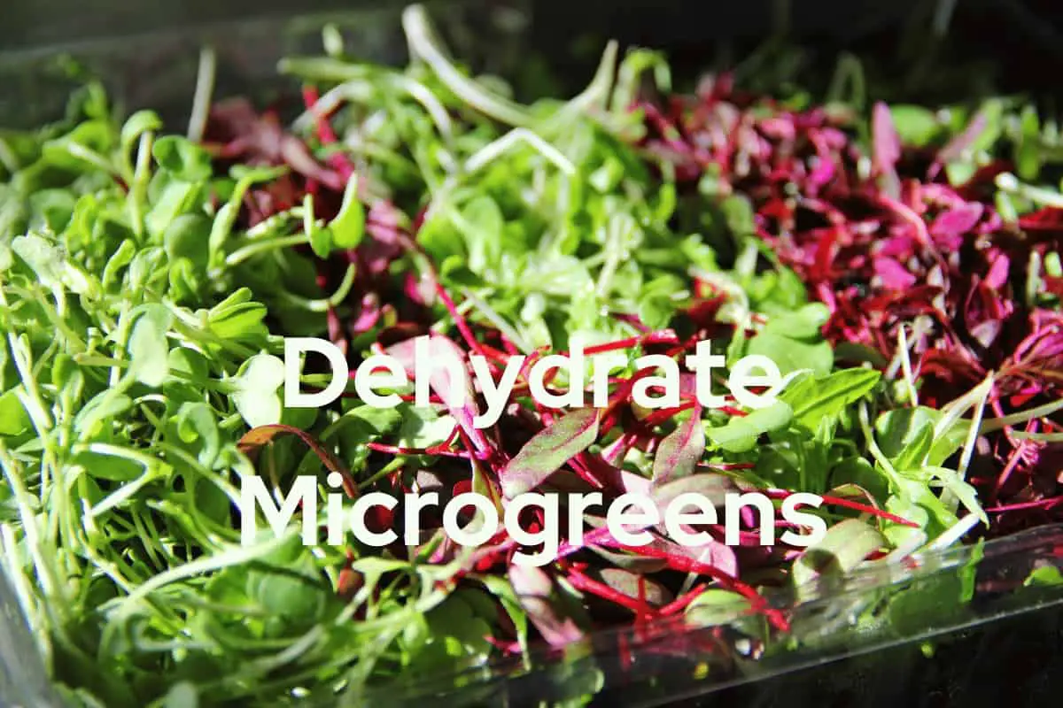 Dehydrate Microgreens: A Guide to Preserve Nutrients and Flavor