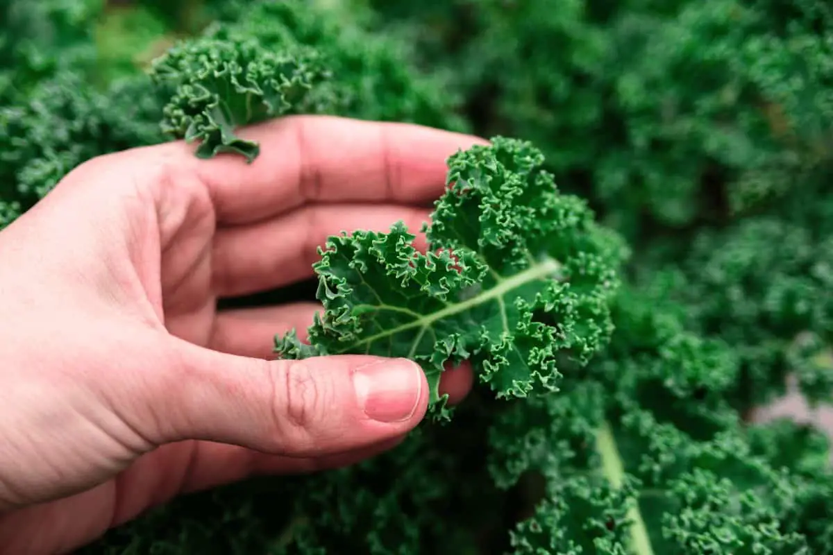 Does Kale Grow Back Every Year?