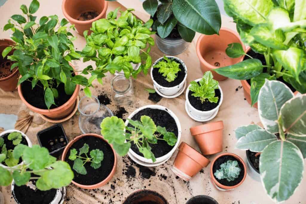 How to start small space gardening in an apartment