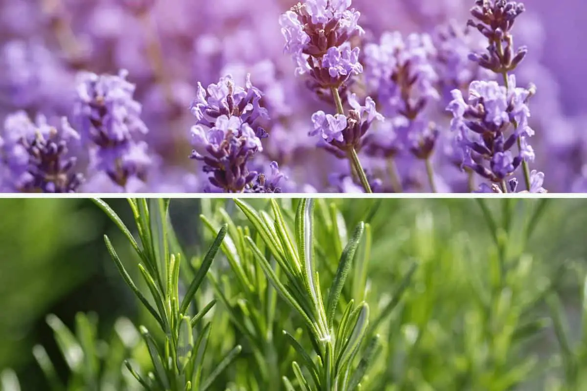 What Is The Difference Between Lavender And Rosemary?