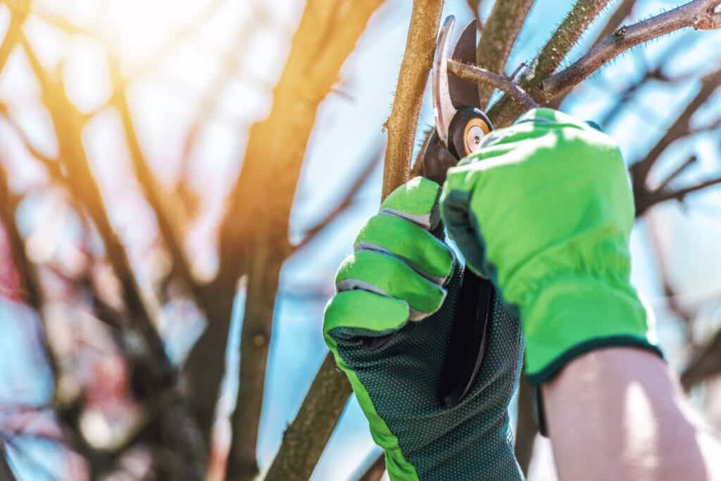 What Do You Use to Cut Thick Hedge Branches? Tools, Techniques, and Tips