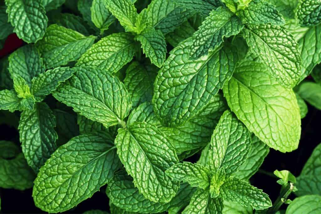 How to Grow Mint from Grocery Store Cuttings? Tips & Tricks