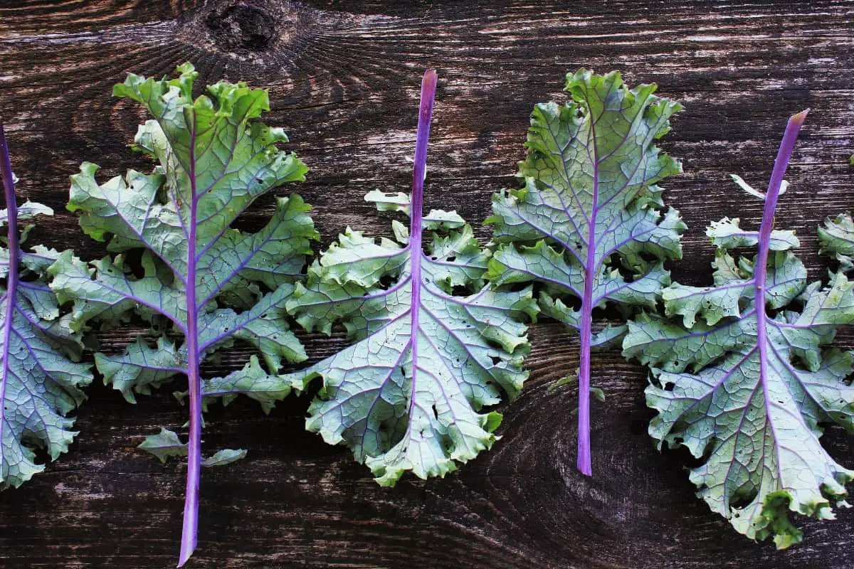 How Do You Harvest Russian Kale so It Keeps Growing?