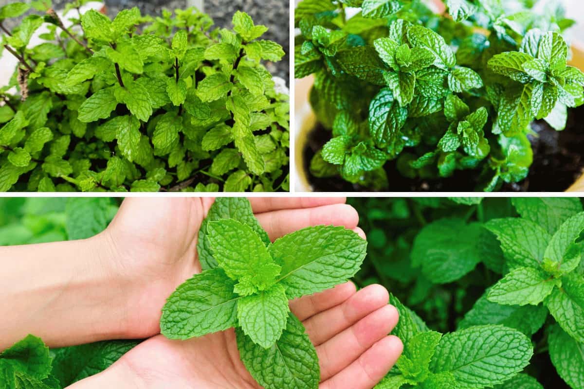 Mint vs Spearmint: What Is The Difference?