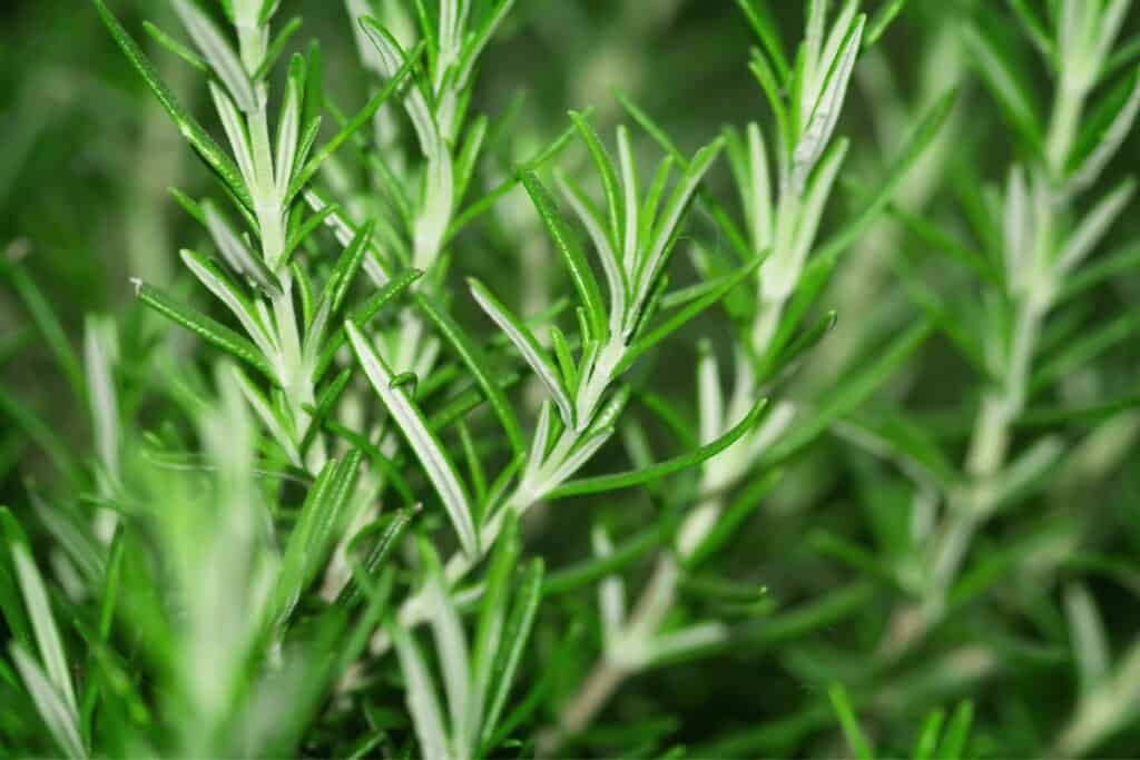 Can Rosemary Be Cut Right Back?