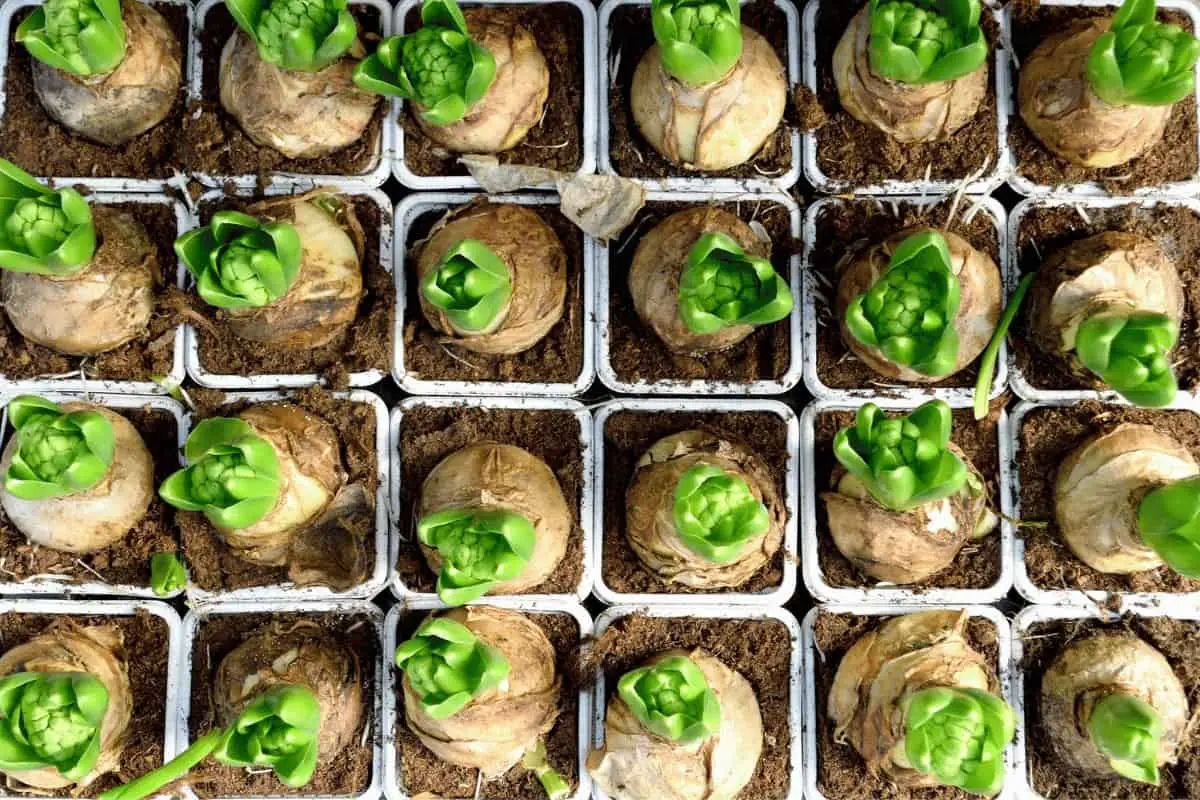 How to Store Spring Flowering Bulbs: Tips and Tricks