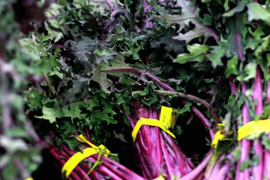 How Do You Harvest Russian Kale so It Keeps Growing?
