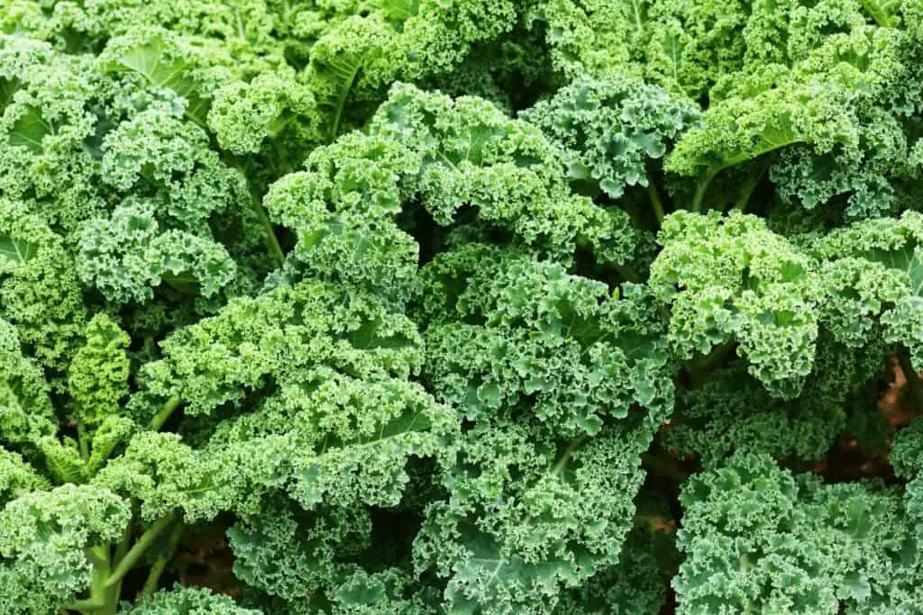 Does kale grow back every year?