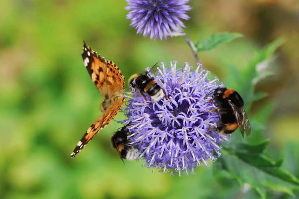Pollinator-Friendly Plants for Container Gardening