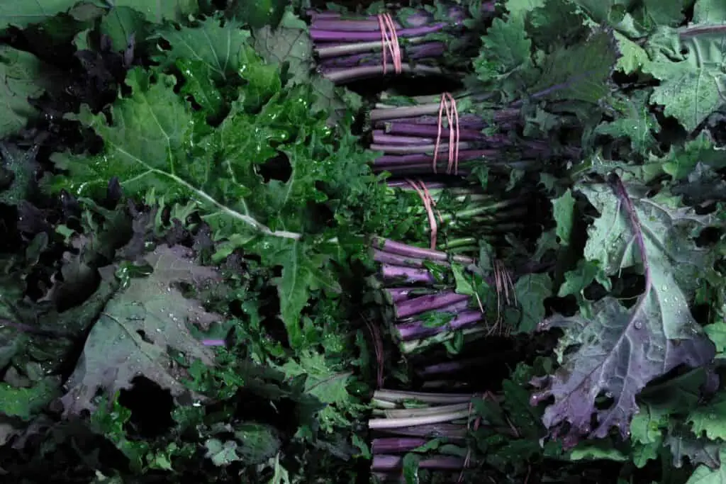 What Does Red Russian Kale Taste Like?