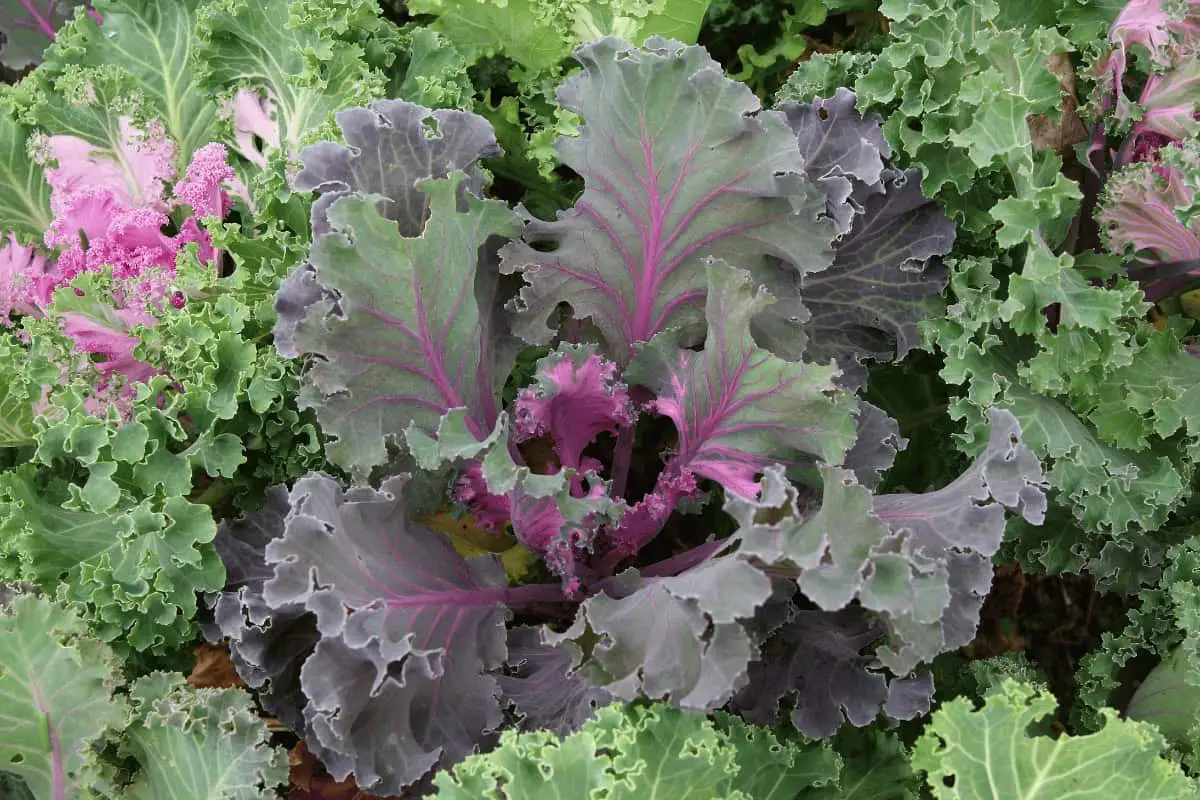 How Tall Does Russian Red Kale Get?