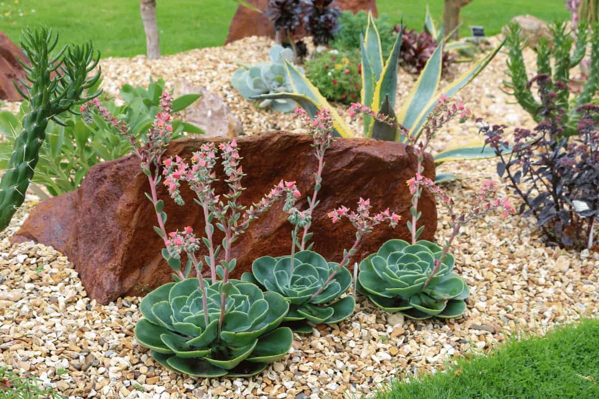 Low Maintenance Plants for a Beautiful and Drought-Tolerant Garden