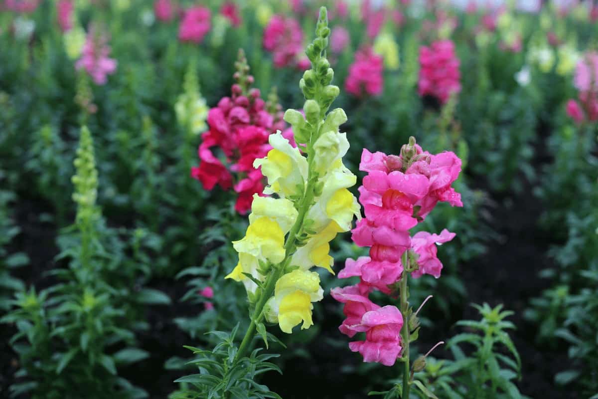 Do Snapdragons Spread? Are They Invasive?