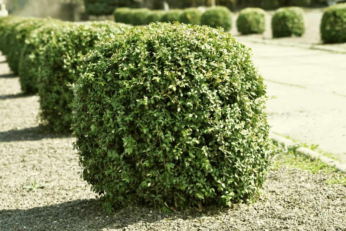 What Do You Use to Cut Thick Hedge Branches?