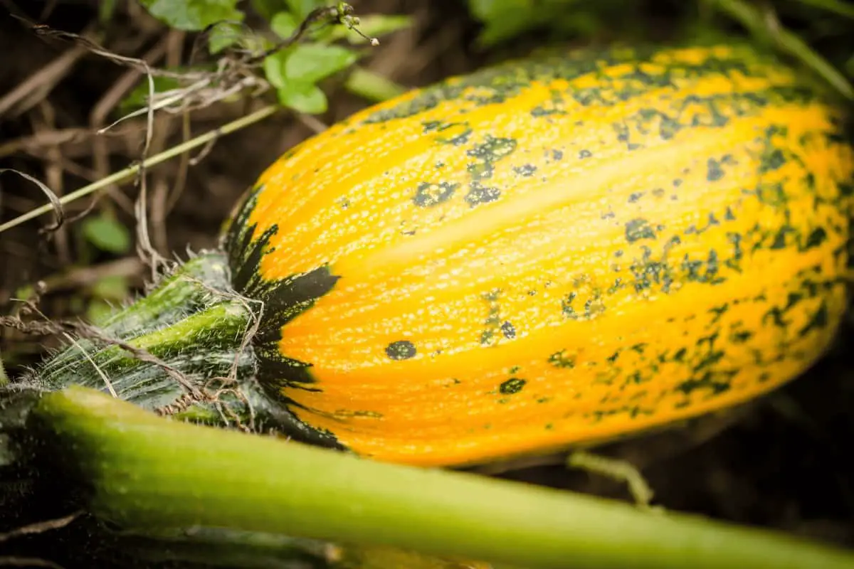 How Do You Keep Squashes From Rotting on the Vines?