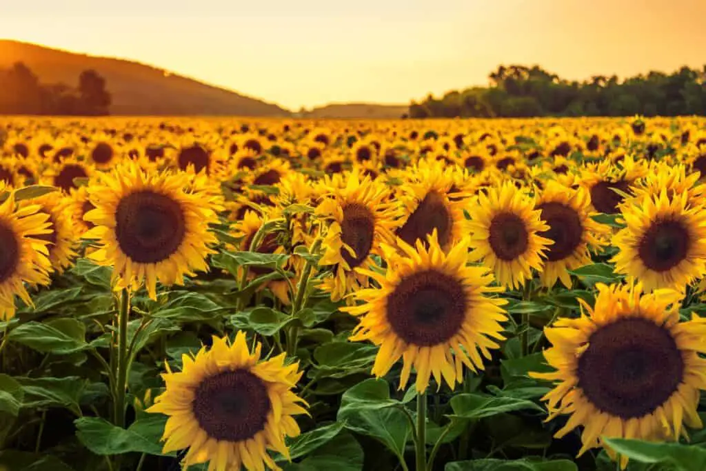 Do Sunflowers Spread? Are They Invasive?