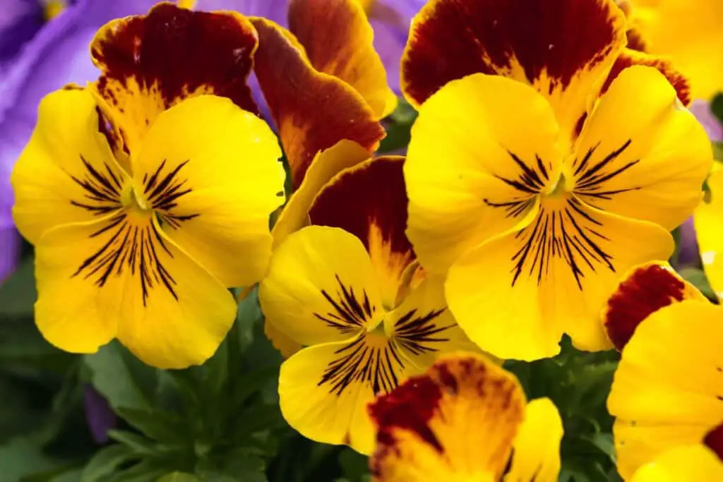 Do Pansies Spread?