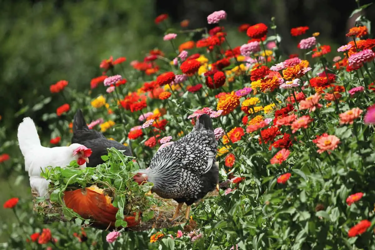 Can Chickens Eat Zinnias? Is It Safe?