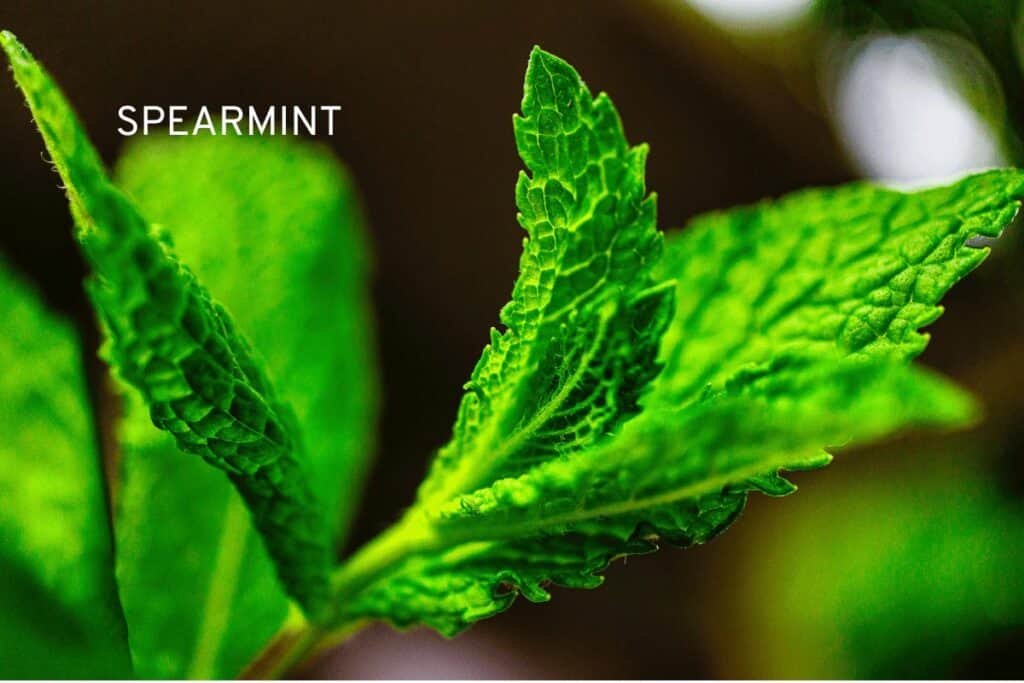 Spearmint Plant