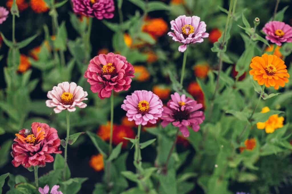 Can Chickens Eat Zinnias?