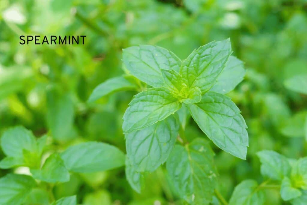 Spearmint Plant